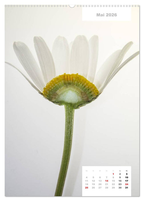 Schnittblumen 2026 (CALVENDO Premium Wandkalender 2026)