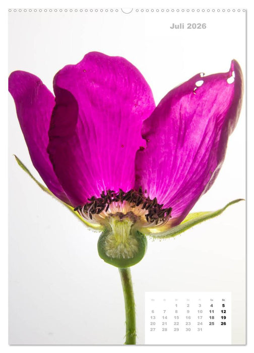 Schnittblumen 2026 (CALVENDO Premium Wandkalender 2026)