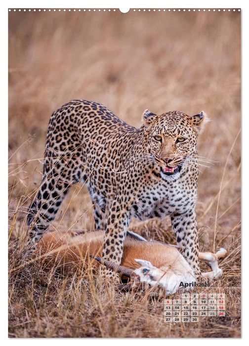Emotionale Momente: Raubkatzen - die schnellen Jäger. (CALVENDO Premium Wandkalender 2026)