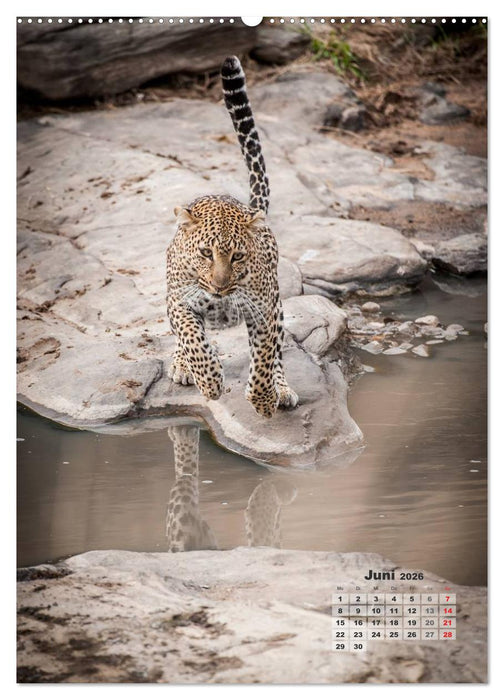 Emotionale Momente: Raubkatzen - die schnellen Jäger. (CALVENDO Premium Wandkalender 2026)