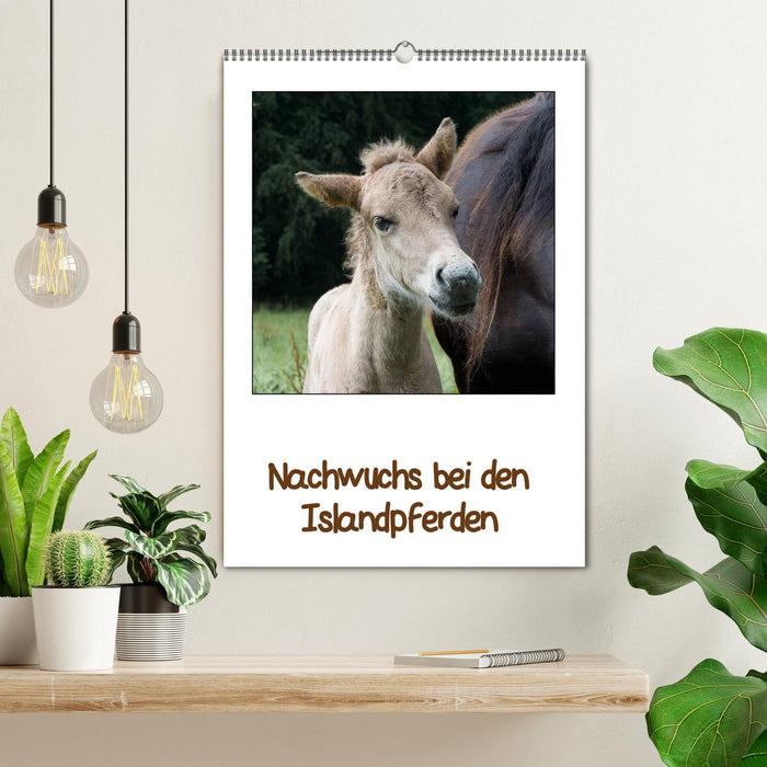Nachwuchs bei den Islandpferden (CALVENDO Wandkalender 2026)