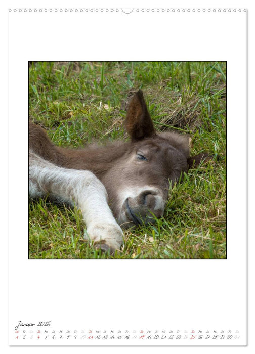 Nachwuchs bei den Islandpferden (CALVENDO Wandkalender 2026)
