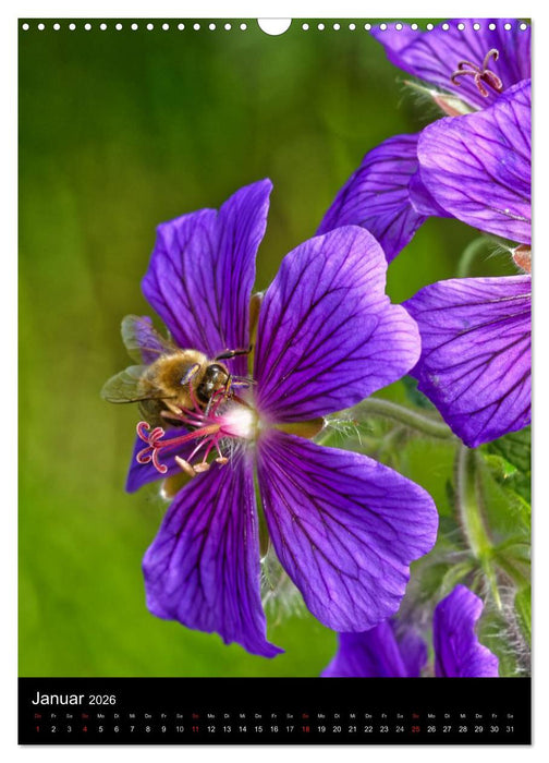 Bienen und Hummeln (CALVENDO Wandkalender 2026)