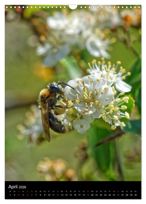 Bienen und Hummeln (CALVENDO Wandkalender 2026)