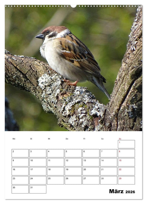 Amsel, Drossel, Fink und Star - beobachtet (CALVENDO Premium Wandkalender 2026)