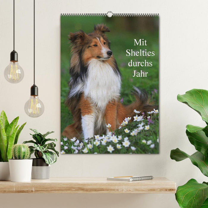 Mit Shelties durchs Jahr (CALVENDO Wandkalender 2026)