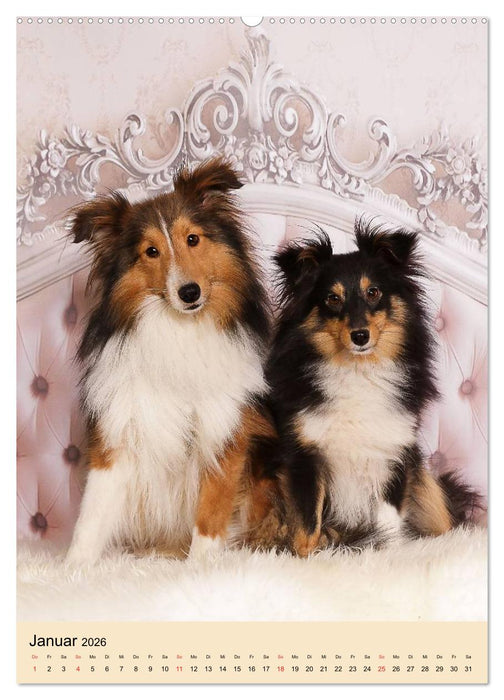 Mit Shelties durchs Jahr (CALVENDO Wandkalender 2026)