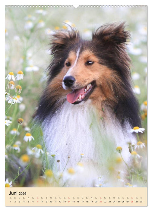 Mit Shelties durchs Jahr (CALVENDO Wandkalender 2026)