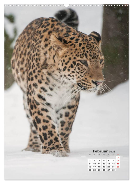 Emotionale Momente: Raubkatzen - die schnellen Jäger. (CALVENDO Wandkalender 2026)
