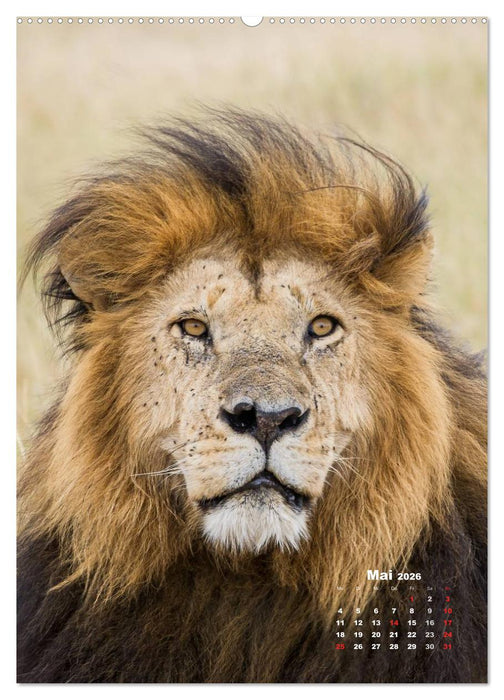 Emotionale Momente: Raubkatzen - die schnellen Jäger. (CALVENDO Wandkalender 2026)