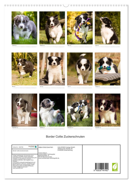 Border Collie Zuckerschnuten (CALVENDO Premium Wandkalender 2026)