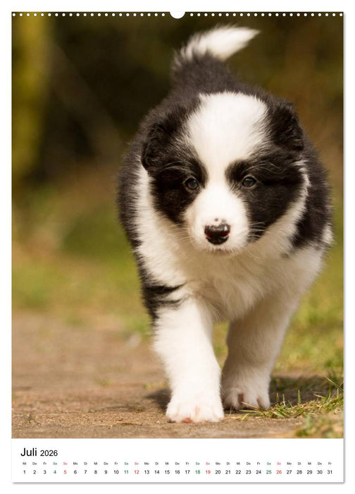 Border Collie Zuckerschnuten (CALVENDO Premium Wandkalender 2026)
