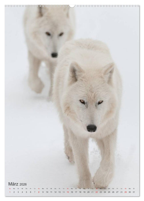 Emotionale Momente: Der Wolf. (CALVENDO Premium Wandkalender 2026)