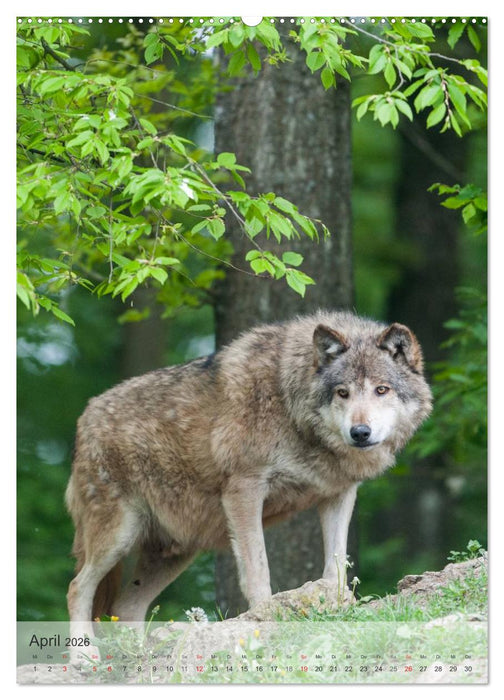 Emotionale Momente: Der Wolf. (CALVENDO Premium Wandkalender 2026)