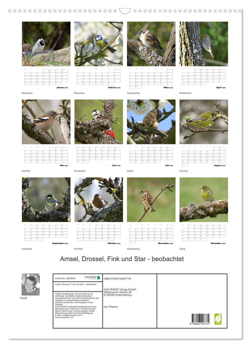 Amsel, Drossel, Fink und Star - beobachtet (CALVENDO Wandkalender 2026)