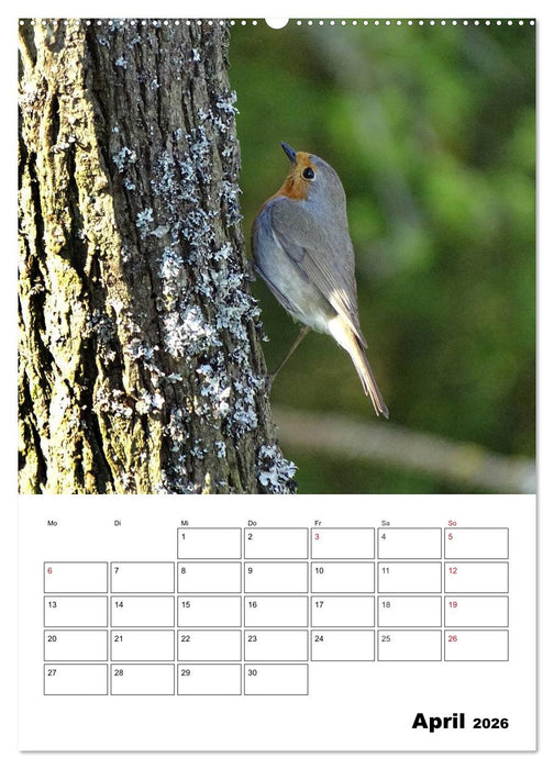 Amsel, Drossel, Fink und Star - beobachtet (CALVENDO Wandkalender 2026)