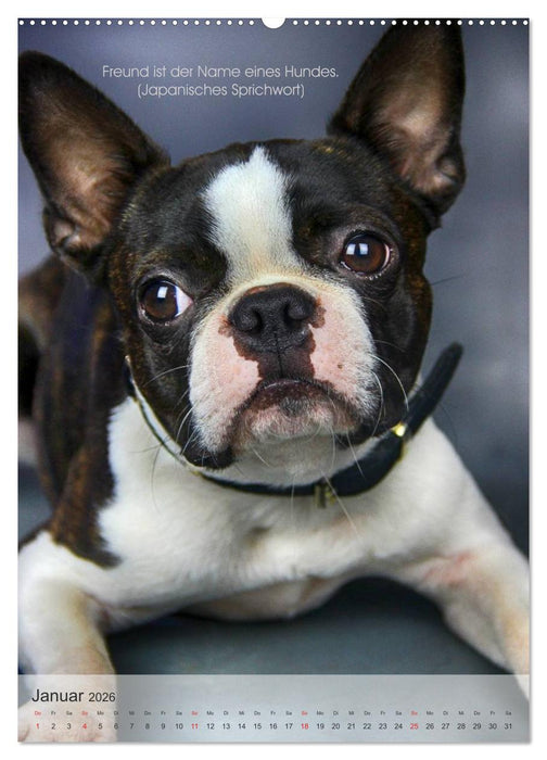Hundezitate 2026 (CALVENDO Premium Wandkalender 2026)