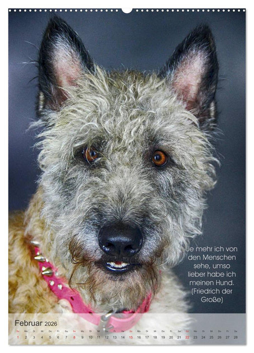 Hundezitate 2026 (CALVENDO Premium Wandkalender 2026)