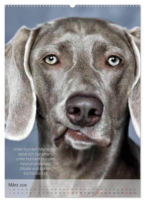 Hundezitate 2026 (CALVENDO Premium Wandkalender 2026)