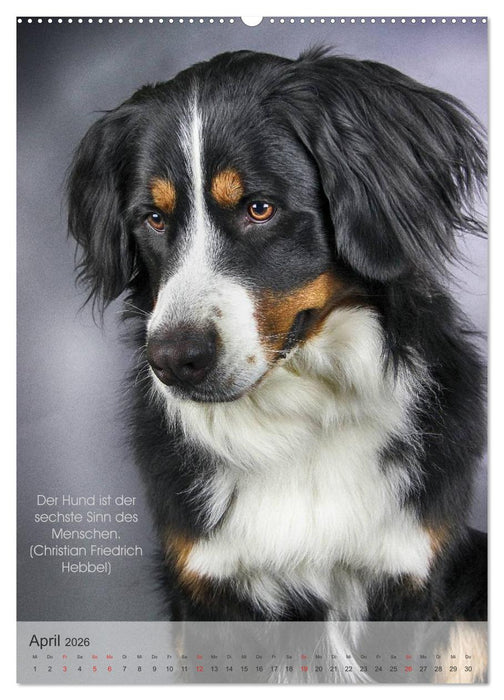 Hundezitate 2026 (CALVENDO Premium Wandkalender 2026)
