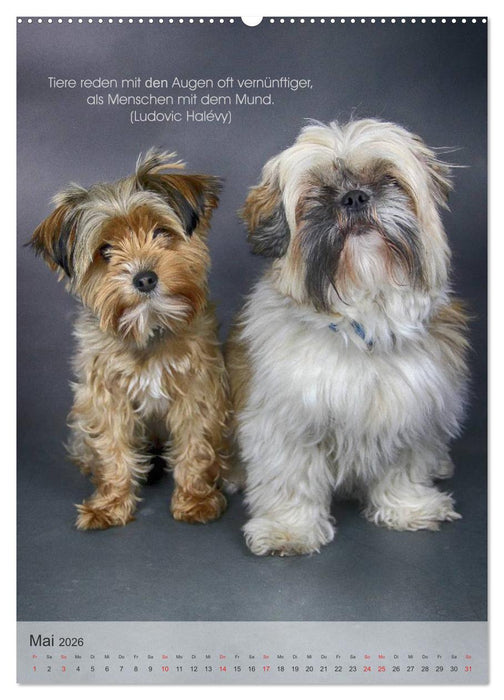 Hundezitate 2026 (CALVENDO Premium Wandkalender 2026)