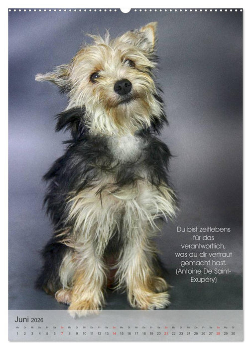 Hundezitate 2026 (CALVENDO Premium Wandkalender 2026)