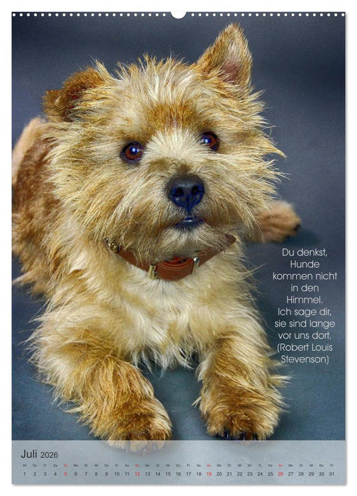 Hundezitate 2026 (CALVENDO Premium Wandkalender 2026)