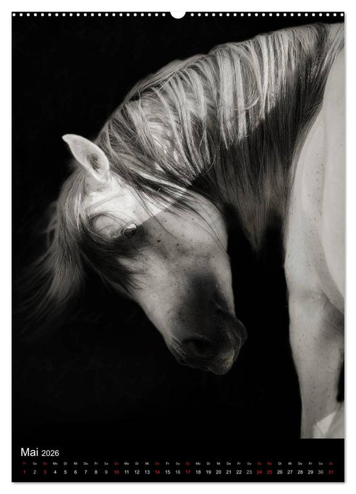 Mystische Pferde (CALVENDO Premium Wandkalender 2026)