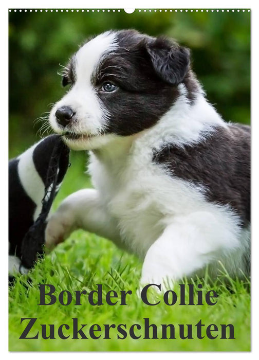 Border Collie Zuckerschnuten (CALVENDO Wandkalender 2026)