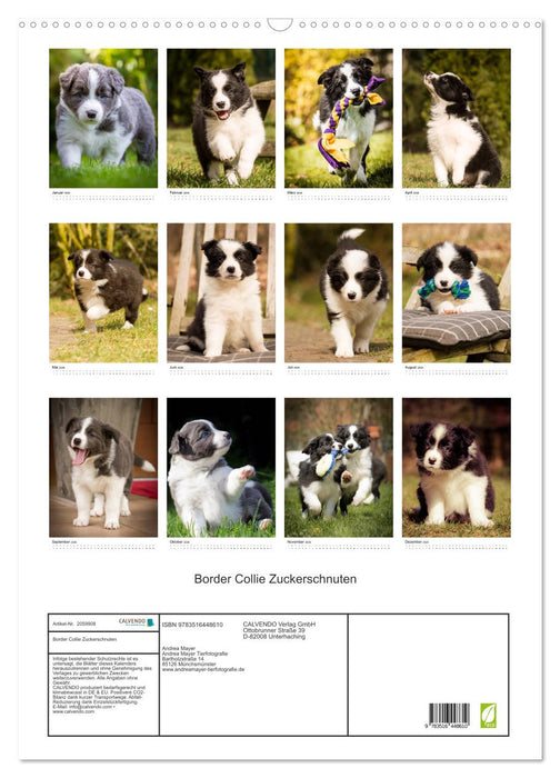 Border Collie Zuckerschnuten (CALVENDO Wandkalender 2026)