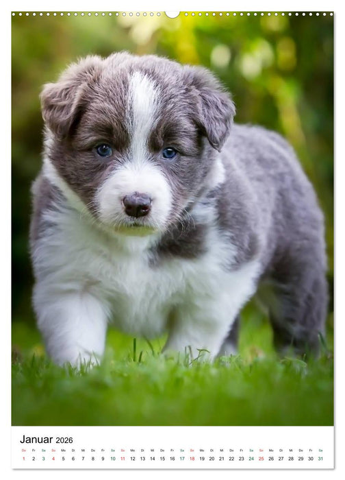 Border Collie Zuckerschnuten (CALVENDO Wandkalender 2026)
