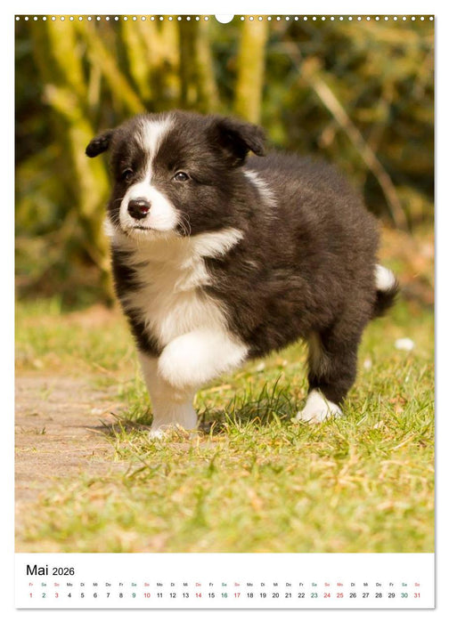 Border Collie Zuckerschnuten (CALVENDO Wandkalender 2026)