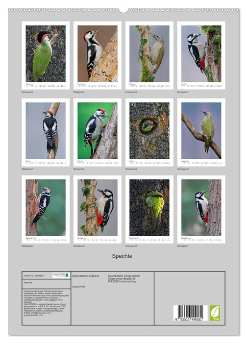 Spechte (CALVENDO Premium Wandkalender 2026)