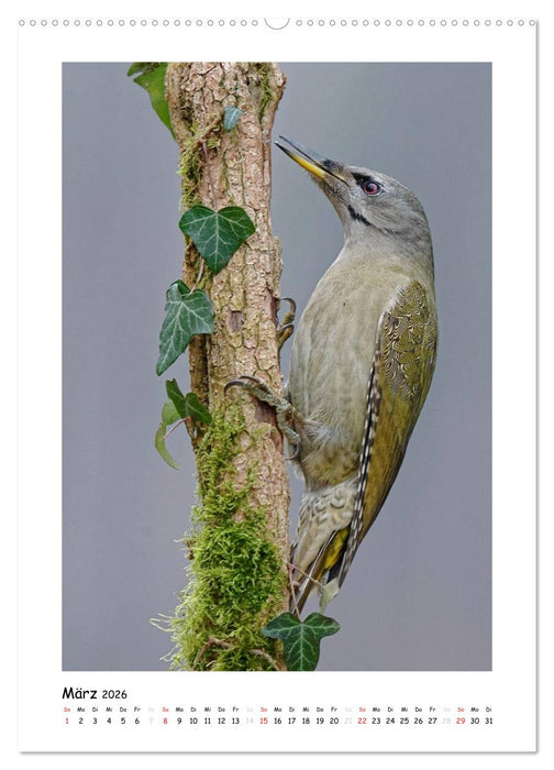Spechte (CALVENDO Premium Wandkalender 2026)