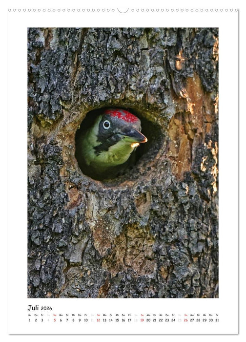 Spechte (CALVENDO Premium Wandkalender 2026)