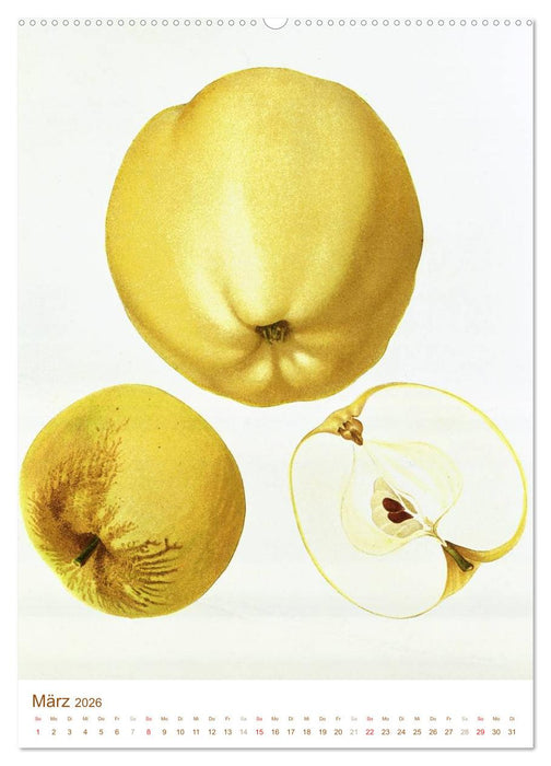Obstbäume: Botanische Zeichnungen und historische Stiche (CALVENDO Premium Wandkalender 2026)
