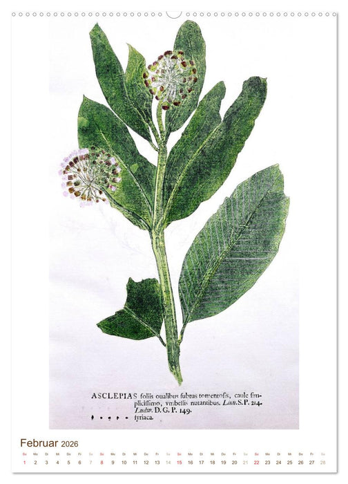 Heilkräuter: Historische Zeichnungen und Stiche (CALVENDO Premium Wandkalender 2026)