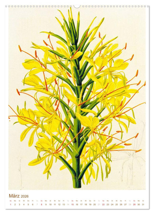 Blüten: Zeichnungen und Stiche aus dem 19. Jahrhundert (CALVENDO Premium Wandkalender 2026)