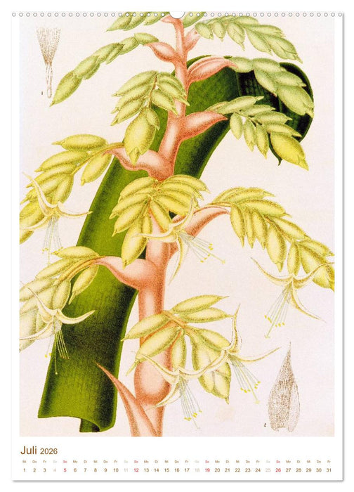 Blüten: Zeichnungen und Stiche aus dem 19. Jahrhundert (CALVENDO Premium Wandkalender 2026)