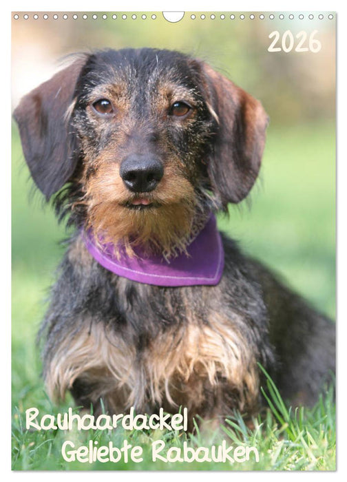 Geliebte Rabauken - Rauhaardackel (CALVENDO Wandkalender 2026)