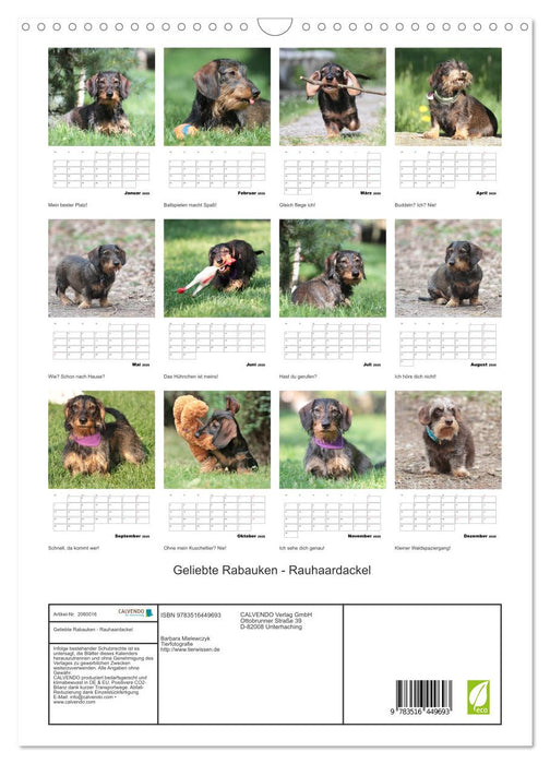Geliebte Rabauken - Rauhaardackel (CALVENDO Wandkalender 2026)