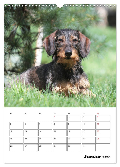 Geliebte Rabauken - Rauhaardackel (CALVENDO Wandkalender 2026)