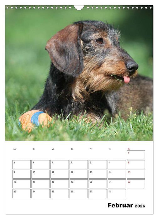 Geliebte Rabauken - Rauhaardackel (CALVENDO Wandkalender 2026)