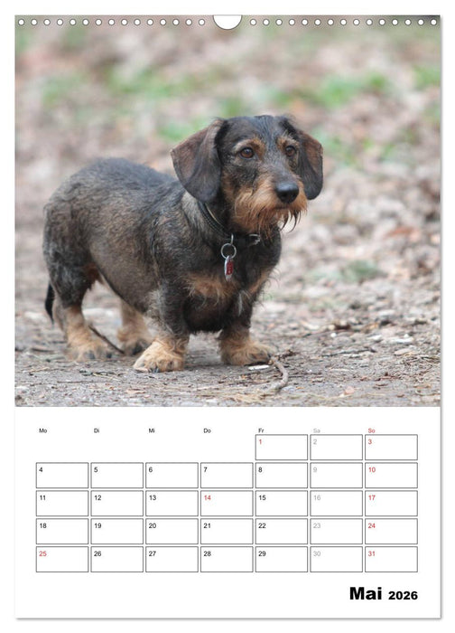 Geliebte Rabauken - Rauhaardackel (CALVENDO Wandkalender 2026)