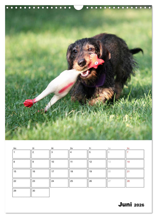Geliebte Rabauken - Rauhaardackel (CALVENDO Wandkalender 2026)