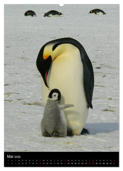 Pinguine - Wackeln im Thermo-Frack (CALVENDO Premium Wandkalender 2026)