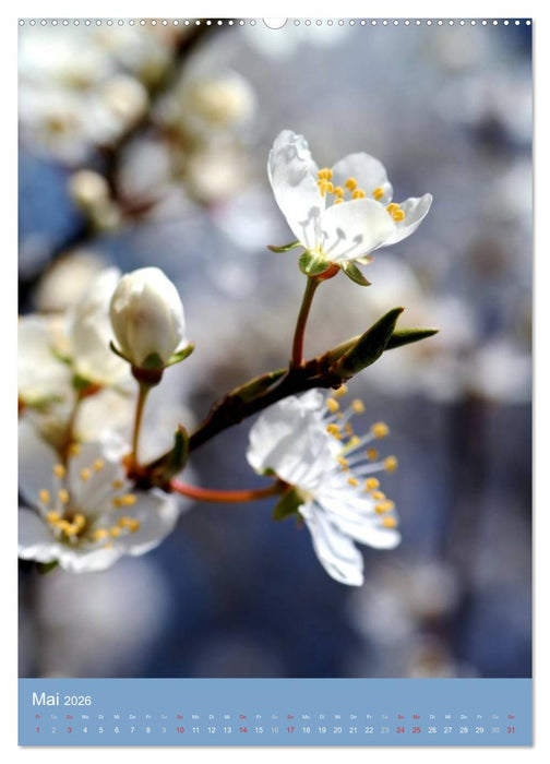 Natur-Romantik (CALVENDO Wandkalender 2026)