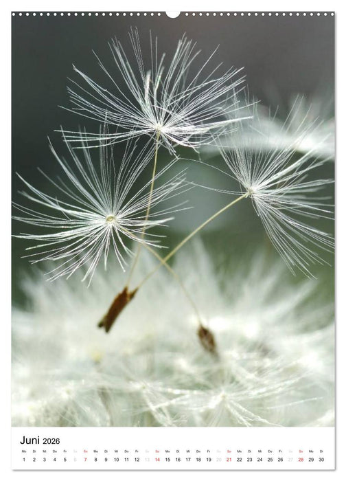 Natur-Romantik (CALVENDO Wandkalender 2026)
