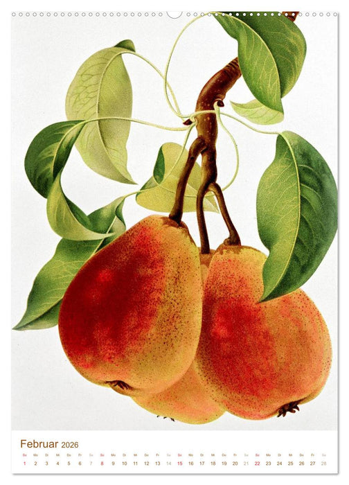 Obstbäume: Botanische Zeichnungen und historische Stiche (CALVENDO Wandkalender 2026)