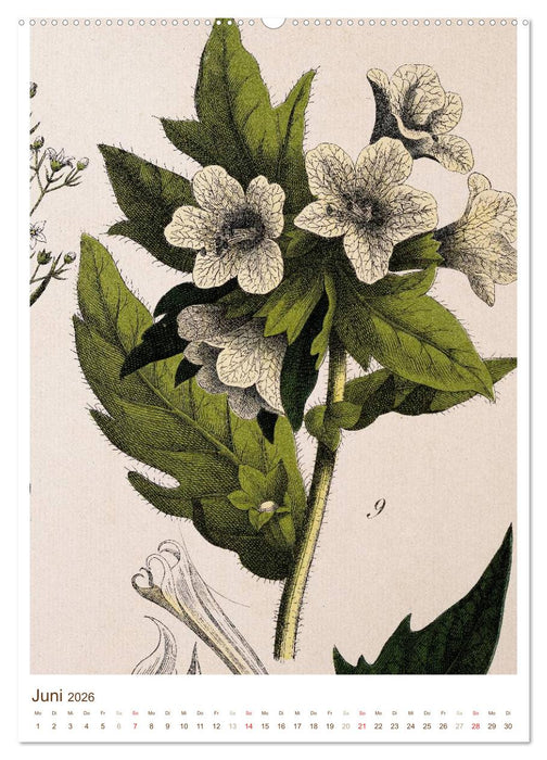 Heilkräuter: Historische Zeichnungen und Stiche (CALVENDO Wandkalender 2026)